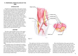 11. Peripheral Nerve Blocks of the Arm