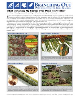 What Is Making My Spruce Tree Drop Its Needles? Dawn Dailey O’Brien, Department of Plant Pathology and Plant-Microbe Biology, Cornell University