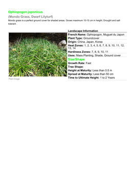 Ophiopogon Japonicus (Mondo Grass, Dwarf Lilyturf) Size/Shape