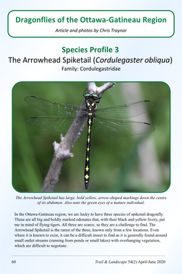 Species Profile 3 the Arrowhead Spiketail (Cordulegaster Obliqua) Family: Cordulegastridae