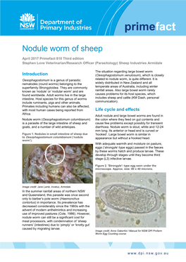 Nodule Worm of Sheep