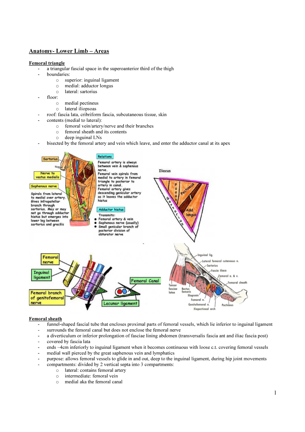 1 Anatomy- Lower Limb – Areas