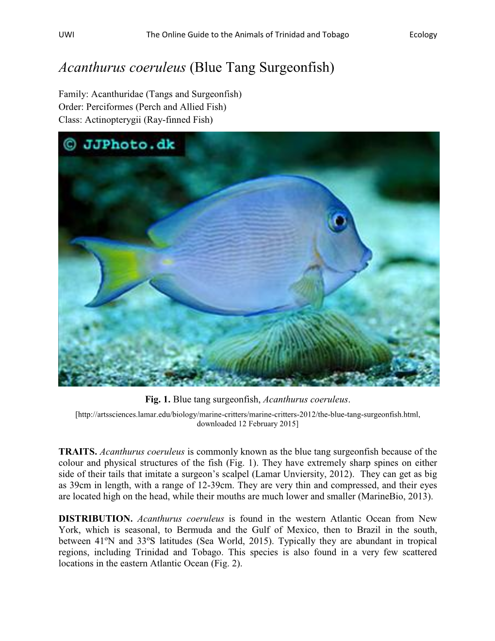 Acanthurus Coeruleus (Blue Tang Surgeonfish)