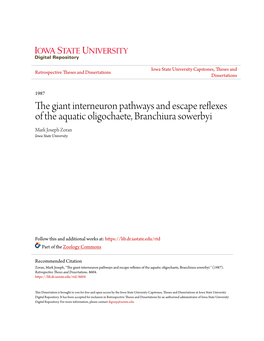 The Giant Interneuron Pathways and Escape Reflexes of the Aquatic Oligochaete, Branchiura Sowerbyi Mark Joseph Zoran Iowa State University
