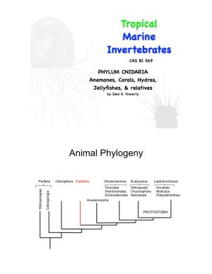 Tropical Marine Invertebrates CAS BI 569