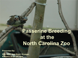 Passerine Breeding at the North Carolina Zoo