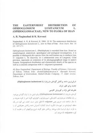 THE EASTERNMOST DISTRIBUTION of OPHIOGLOSSUM LUSITANICUM L. (OPHIOGLOSSACEAE), NEW to FLORA of IRAN A. R. Naqinezhad & K. Ka