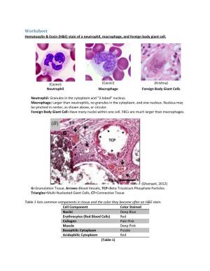 Worksheet Hematoxylin & Eosin (H&E) Stain of a Neutrophil, Macrophage, and Foreign Body Giant Cell