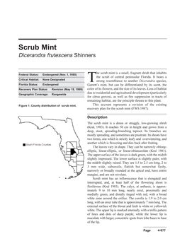 Scrub Mint Dicerandra Frutescens Shinners