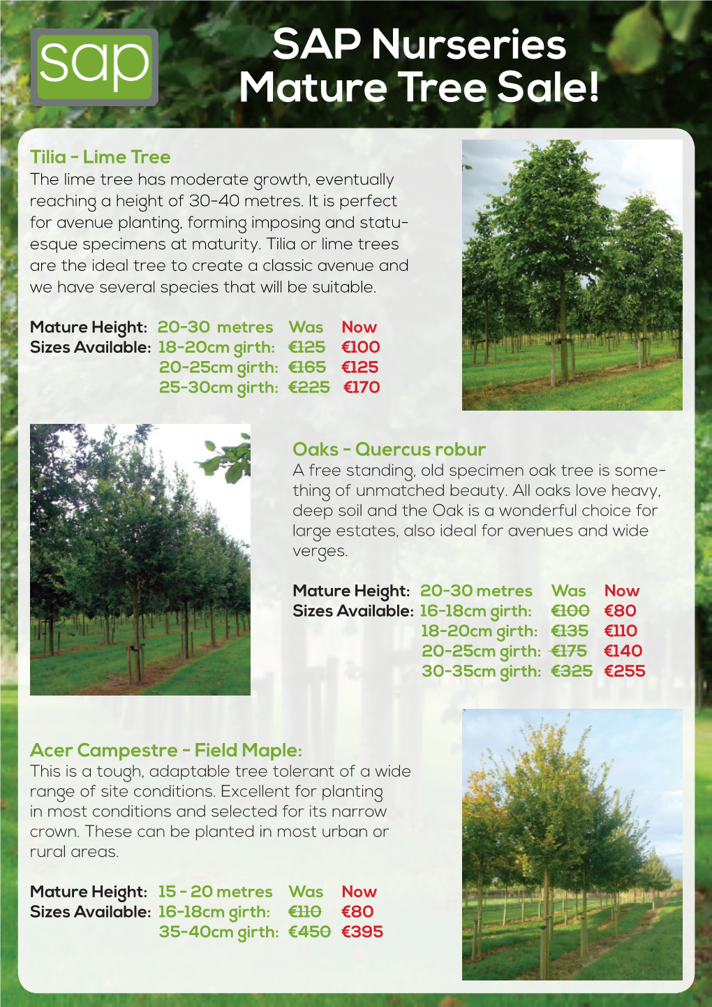 SAP Nurseries Mature Tree Sale!