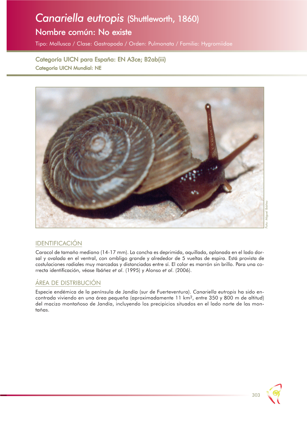 Canariella Eutropis (Shuttleworth, 1860) Nombre Común: No Existe Tipo: Mollusca / Clase: Gastropoda / Orden: Pulmonata / Familia: Hygromiidae