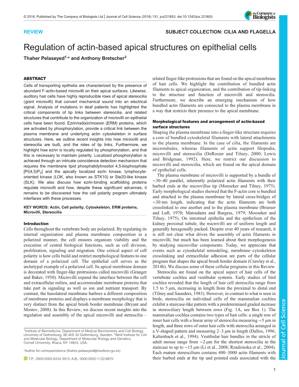 Regulation of Actin-Based Apical Structures on Epithelial Cells Thaher Pelaseyed1,* and Anthony Bretscher2