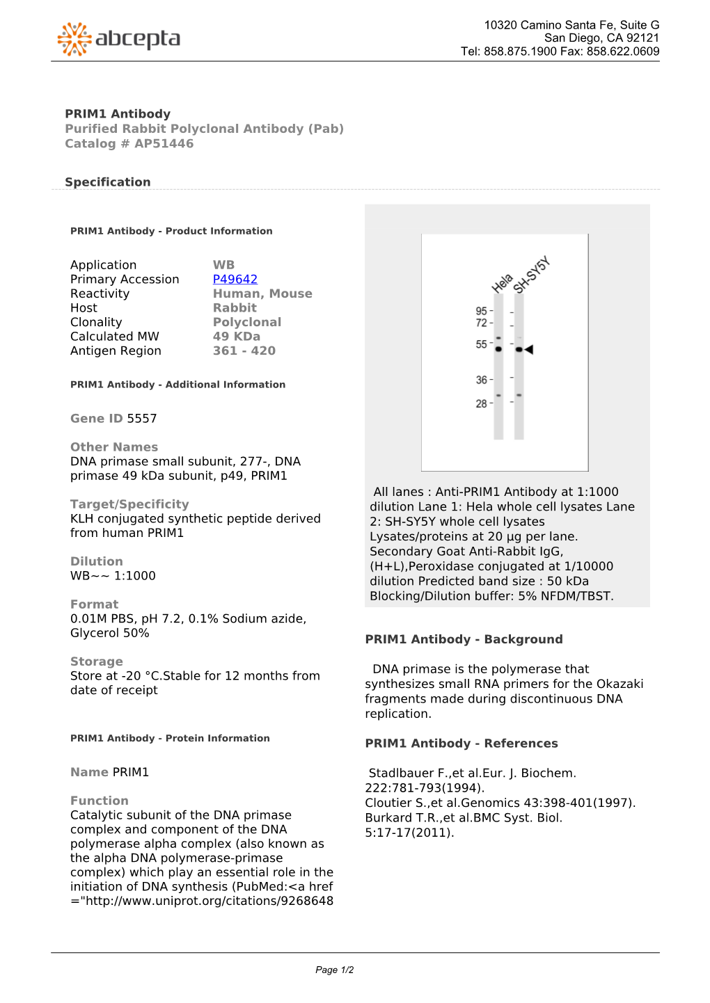 PRIM1 Antibody Purified Rabbit Polyclonal Antibody (Pab) Catalog # AP51446