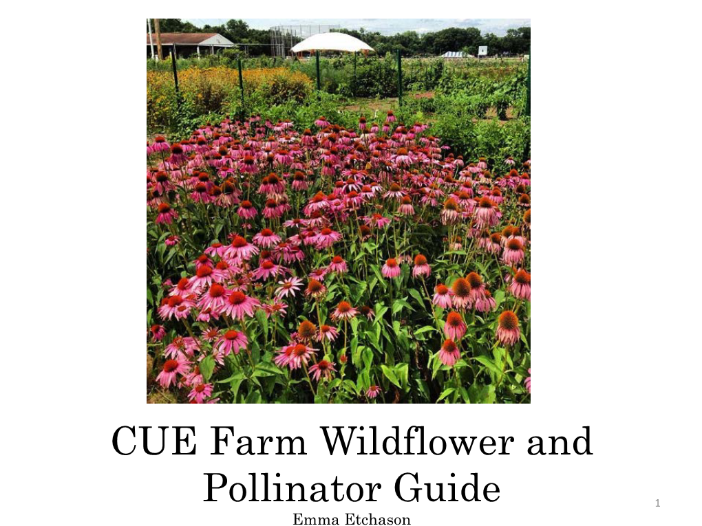 CUE Farm Wildflower and Pollinator Guide