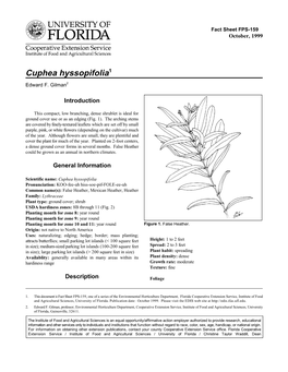Cuphea Hyssopifolia1