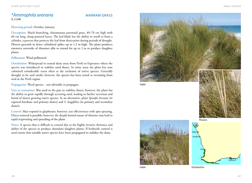 P124 Weed-Ammophila-Arenaria-MARRAM-GRASS.Pdf