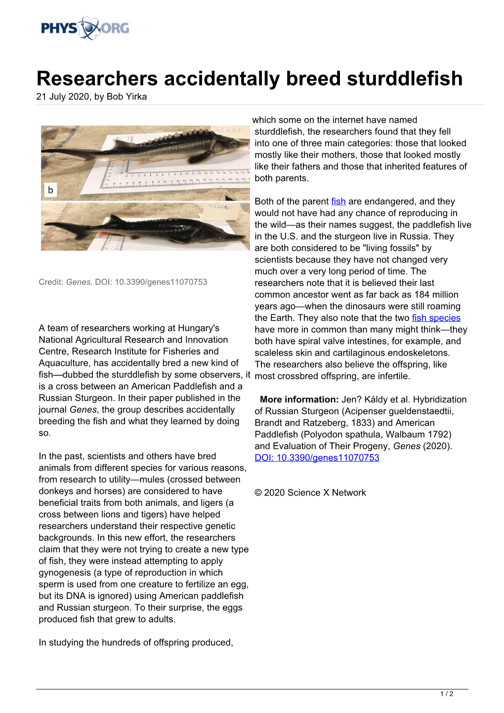 Researchers Accidentally Breed Sturddlefish 21 July 2020, by Bob Yirka