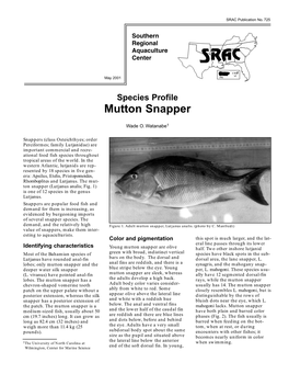 Species Profile Mutton Snapper