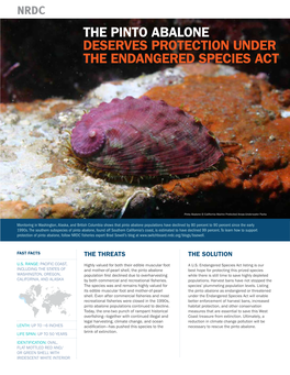 The Pinto Abalone Deserves Protection Under the Endangered Species Act