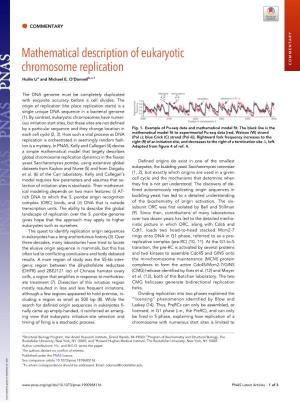 Mathematical Description of Eukaryotic Chromosome Replication