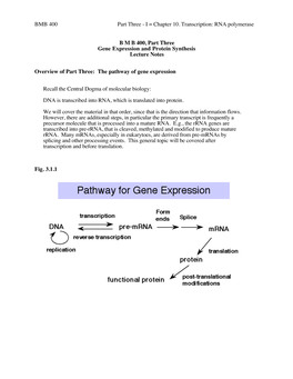 I = Chapter 10. Transcription: RNA Polymerase BMB 400, Part Three Gene Expression and Protein Synthesis L