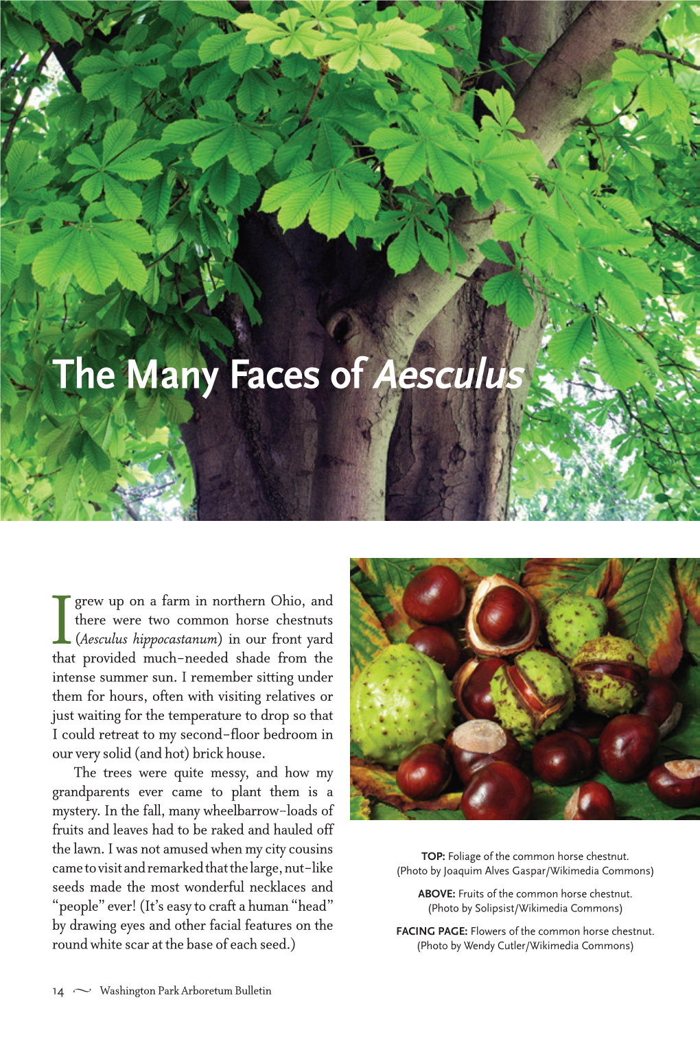 The Many Faces of Aesculus