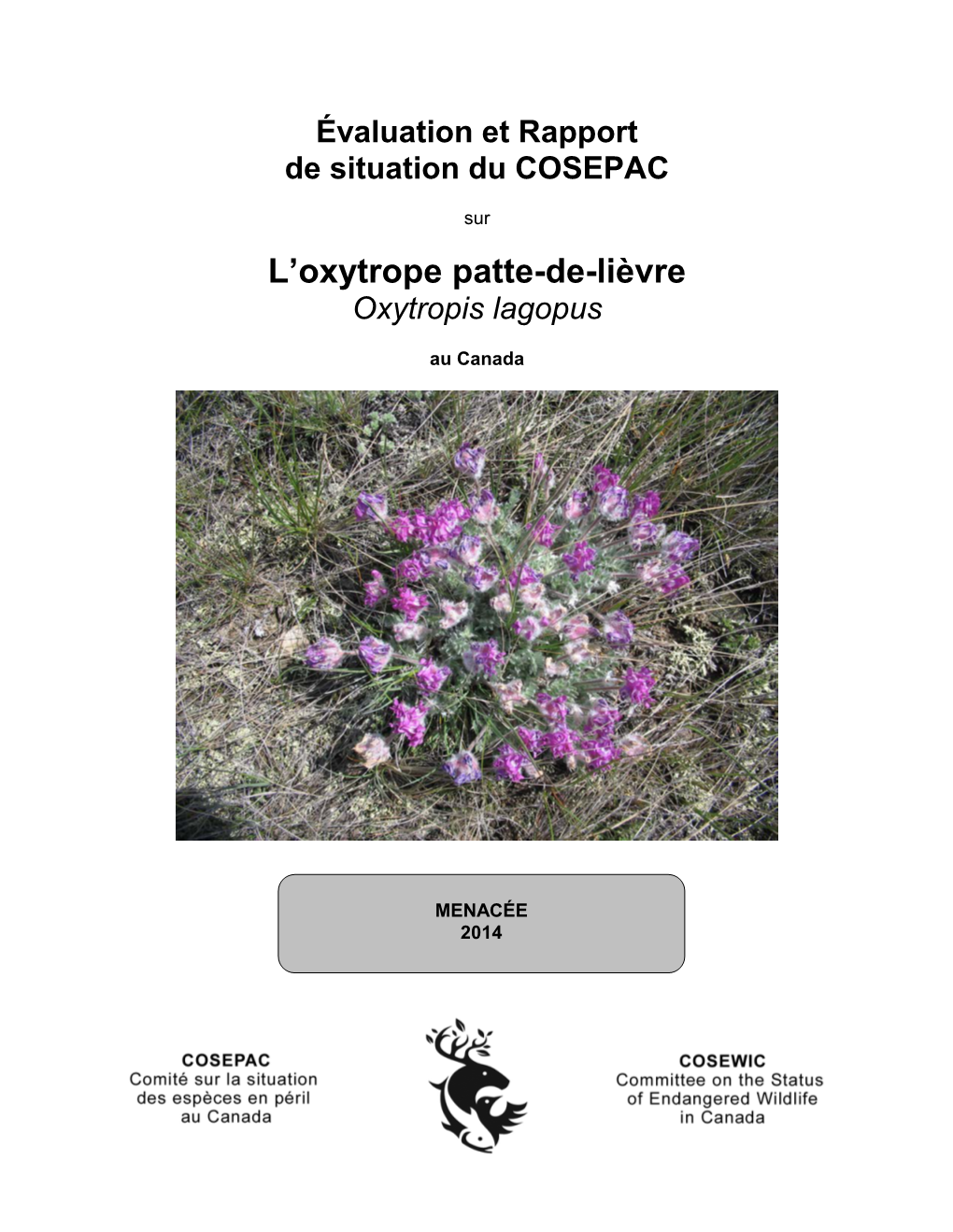 Oxytrope Patte-De-Lièvre,Oxytropis Lagopus