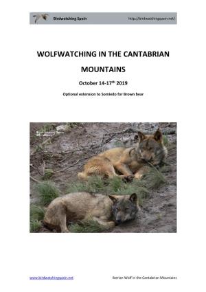 Wolfwatching in the Cantabrian Mountains