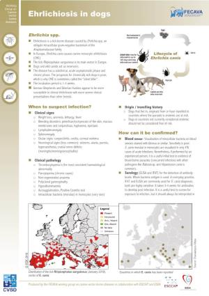 Ehrlichiosis in Dogs Animal Veterinary Associations Borne Diseases