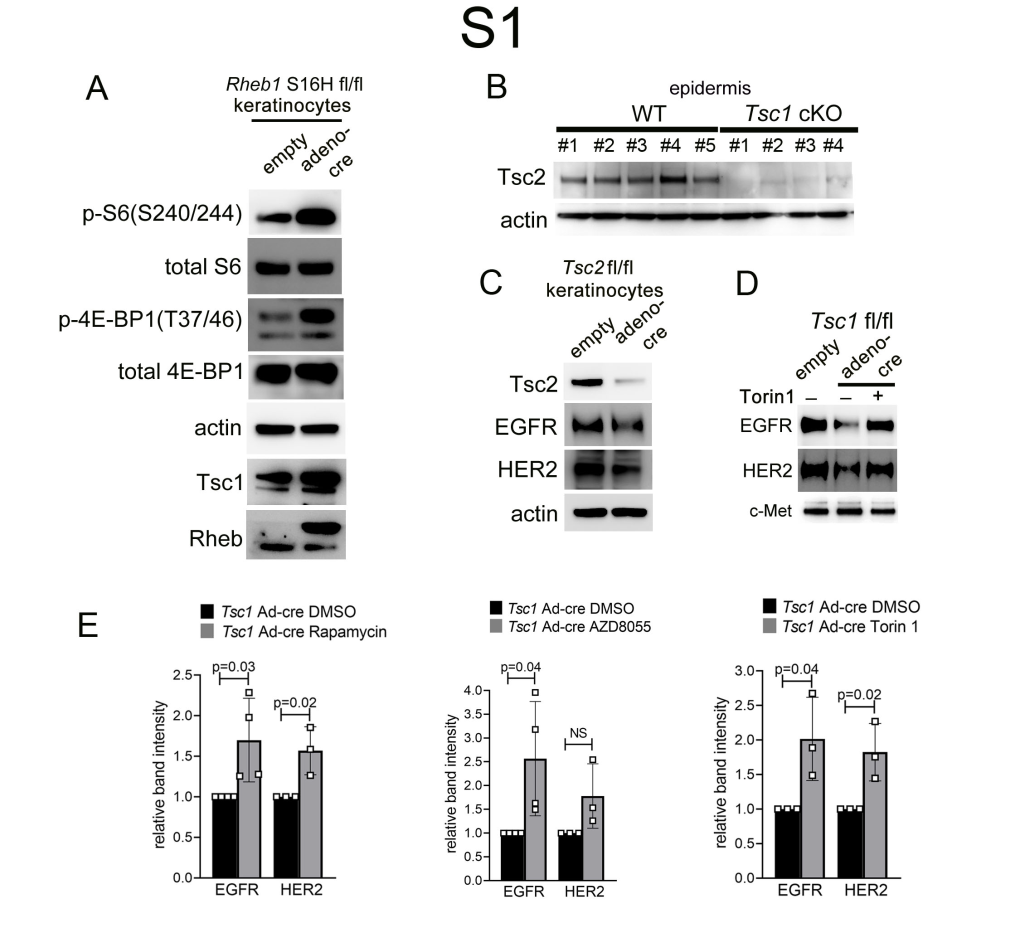 Downloaded from the Mouse Lysosome Gene Database, Mlgdb