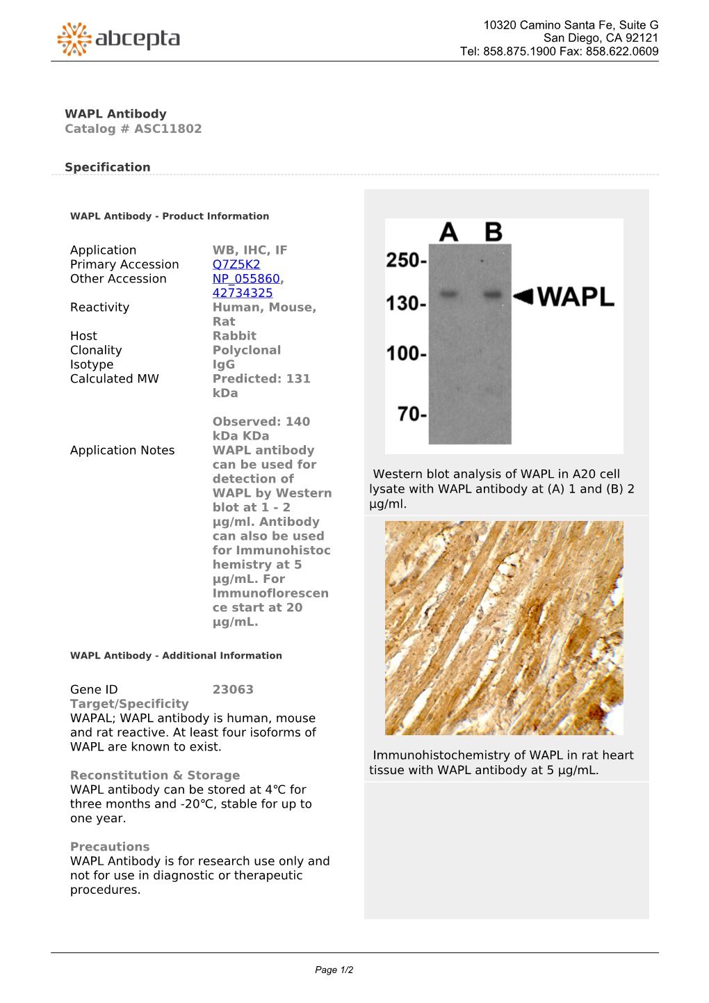 WAPL Antibody Catalog # ASC11802