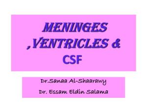 Meninges Ventricles And