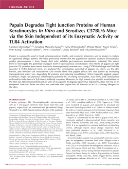 Papain Degrades Tight Junction Proteins of Human Keratinocytes In