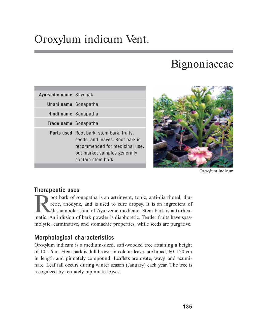 Oroxylum Indicum Vent. Bignoniaceae