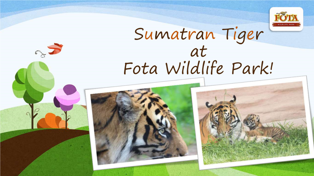 Sumatran Tiger at Fota Wildlife Park! Welcome to Fota Wildlife Park!
