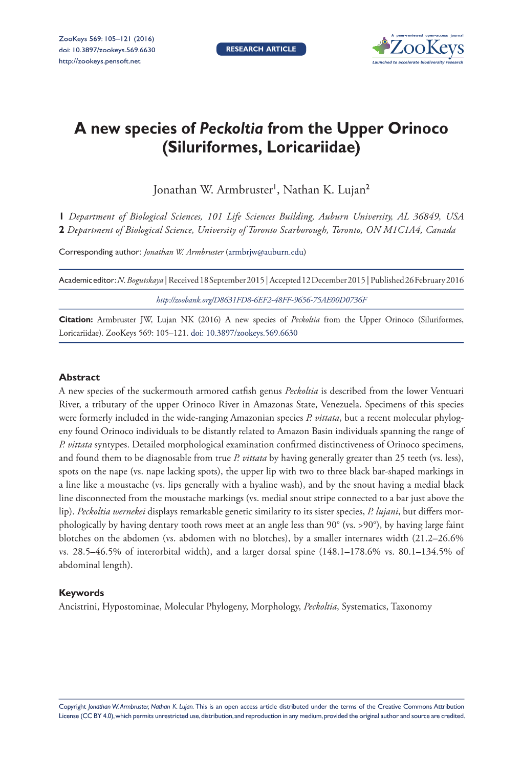 A New Species of Peckoltia from the Upper Orinoco (Siluriformes, Loricariidae)