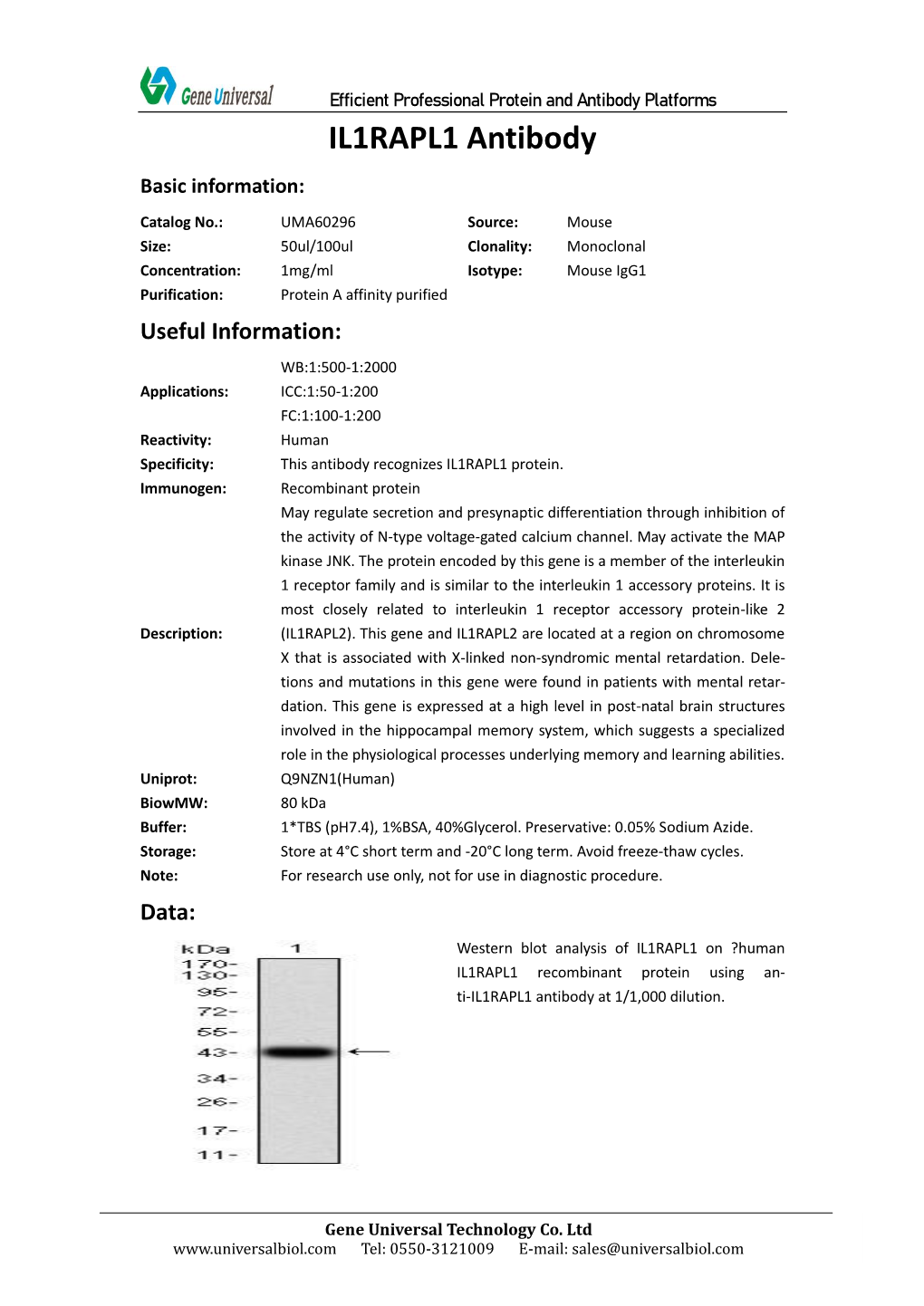 IL1RAPL1 Antibody