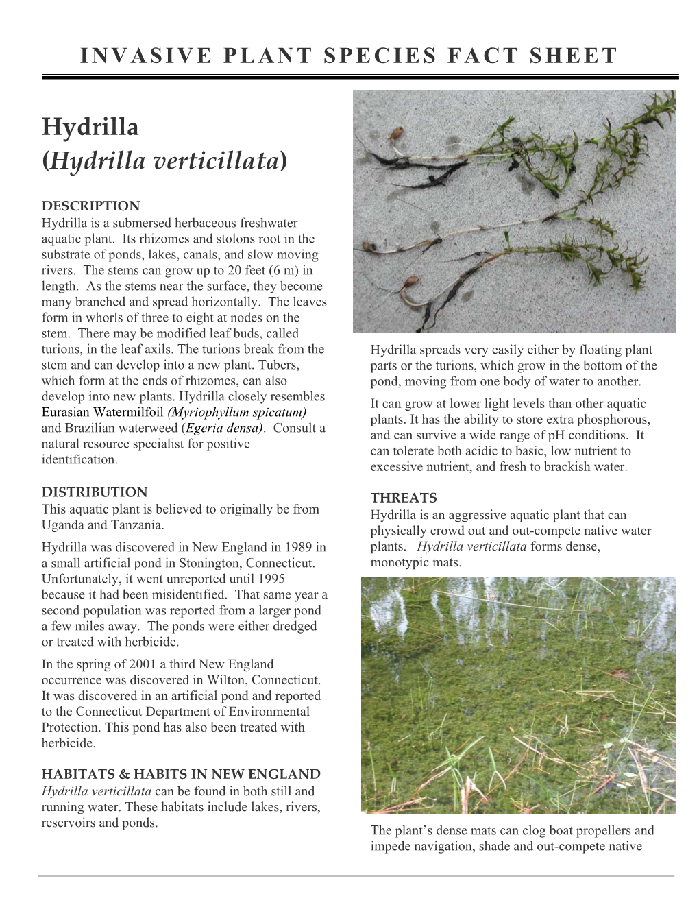 Fact Sheet: Hydrilla
