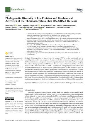 Phylogenetic Diversity of Lhr Proteins and Biochemical Activities of the Thermococcales Alhr2 DNA/RNA Helicase