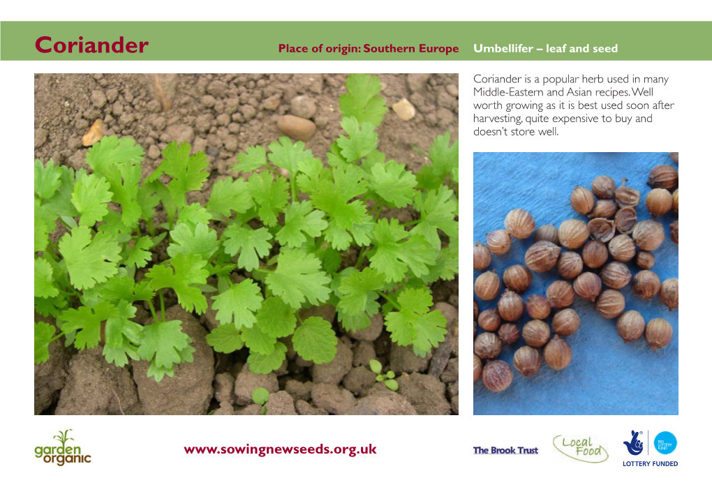 Coriander Place of Origin: Southern Europe Umbellifer – Leaf and Seed