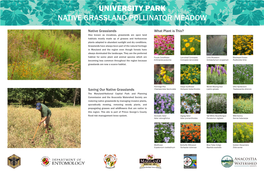 University Park Native Grassland Pollinator Meadow
