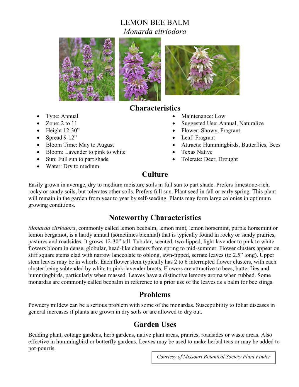 LEMON BEE BALM Monarda Citriodora Characteristics Culture