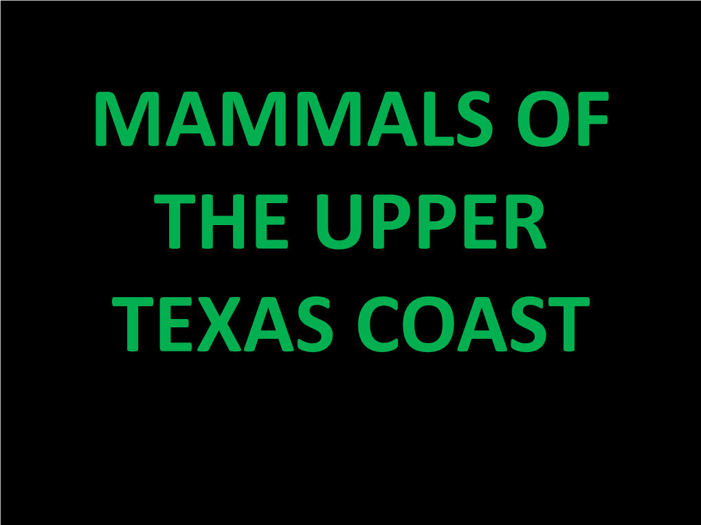 Mammals of the Upper Texas Coast