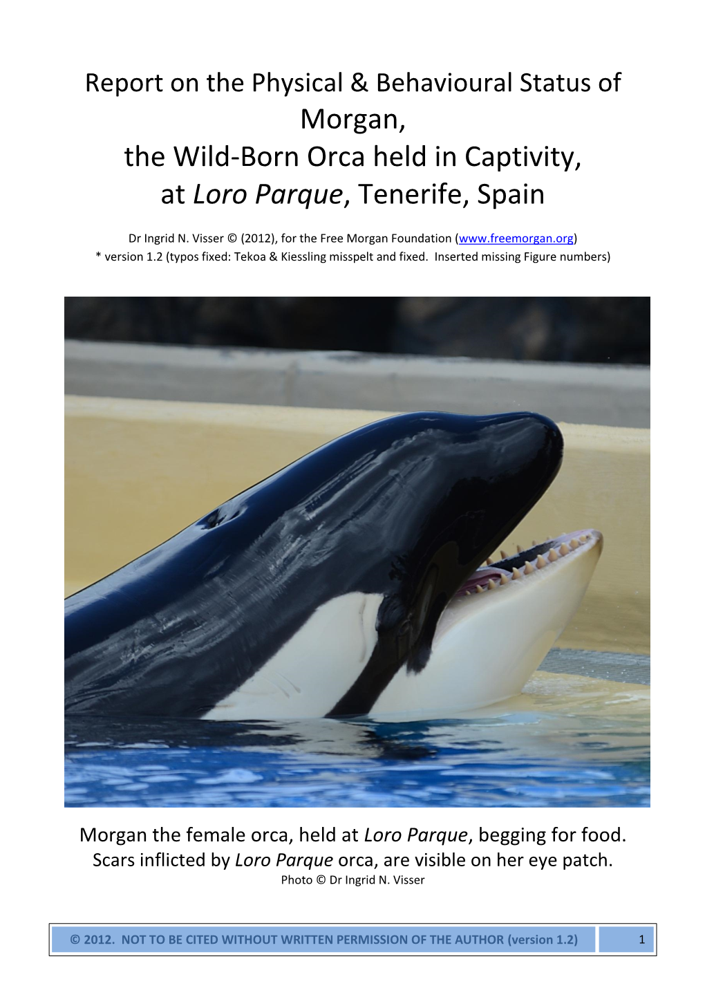 Morgan, the Wild-Born Orca Held in Captivity, at Loro Parque, Tenerife, Spain
