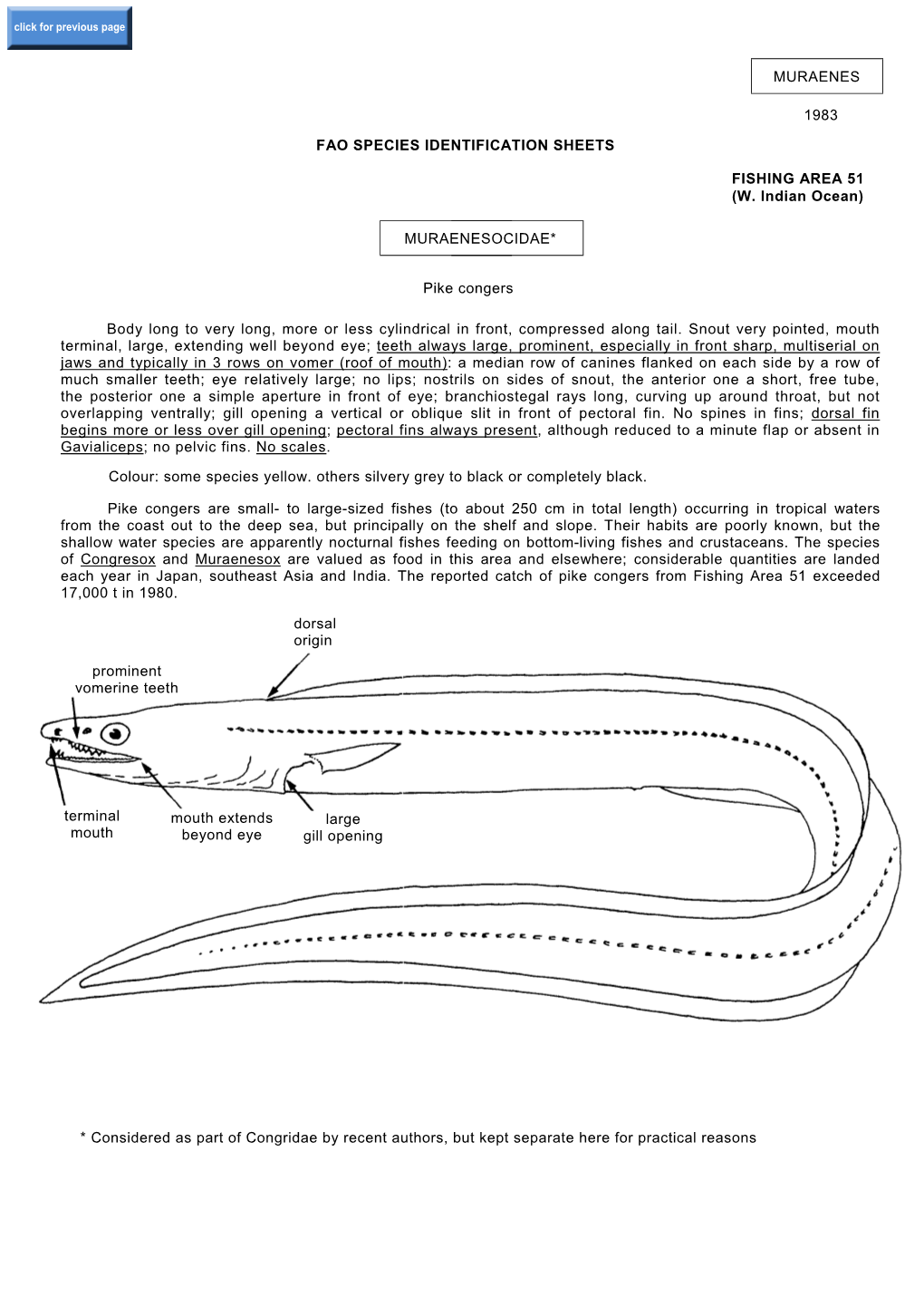 Muraenes 1983 Fao Species Identification Sheets