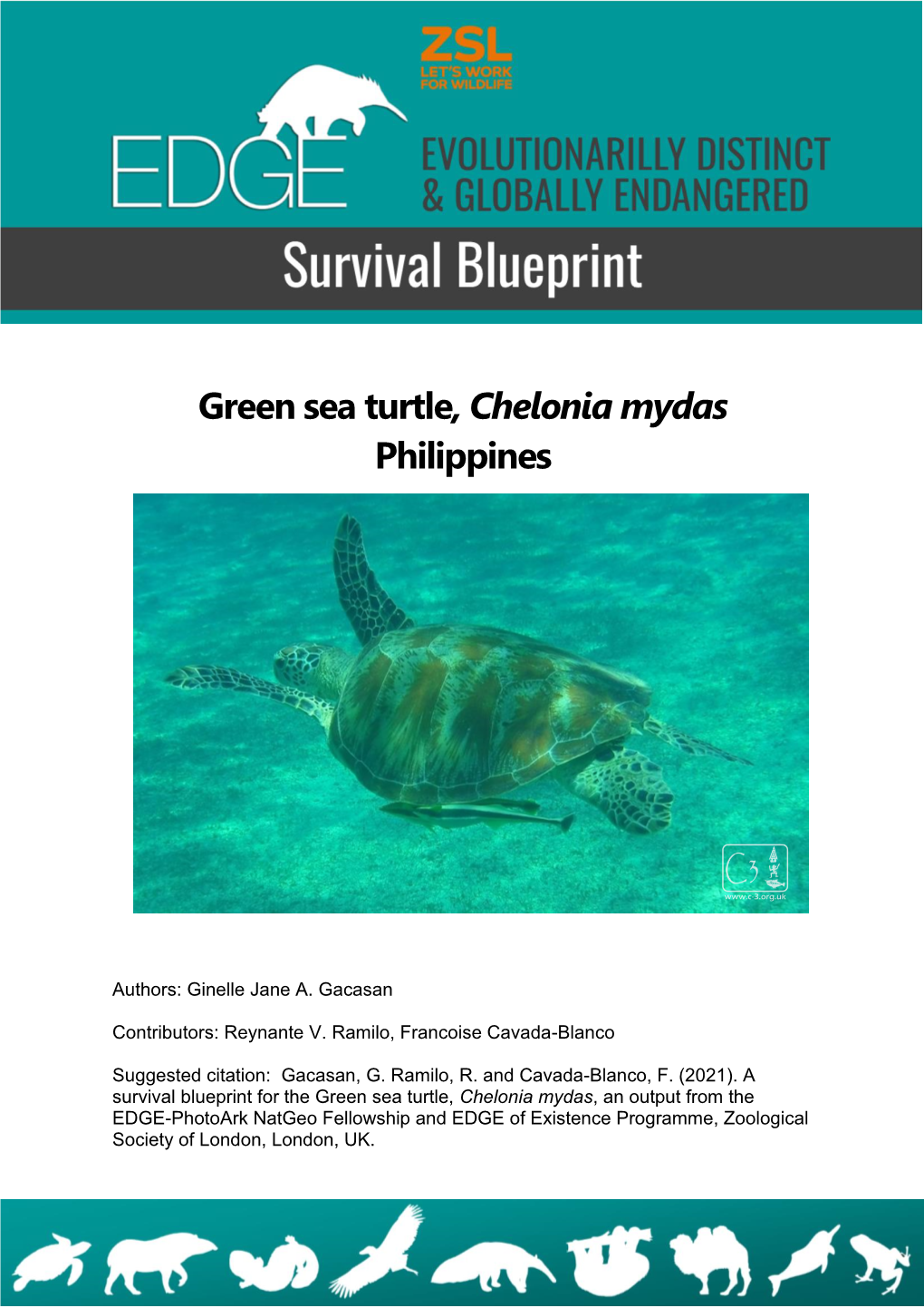 Green Sea Turtle, Chelonia Mydas Philippines
