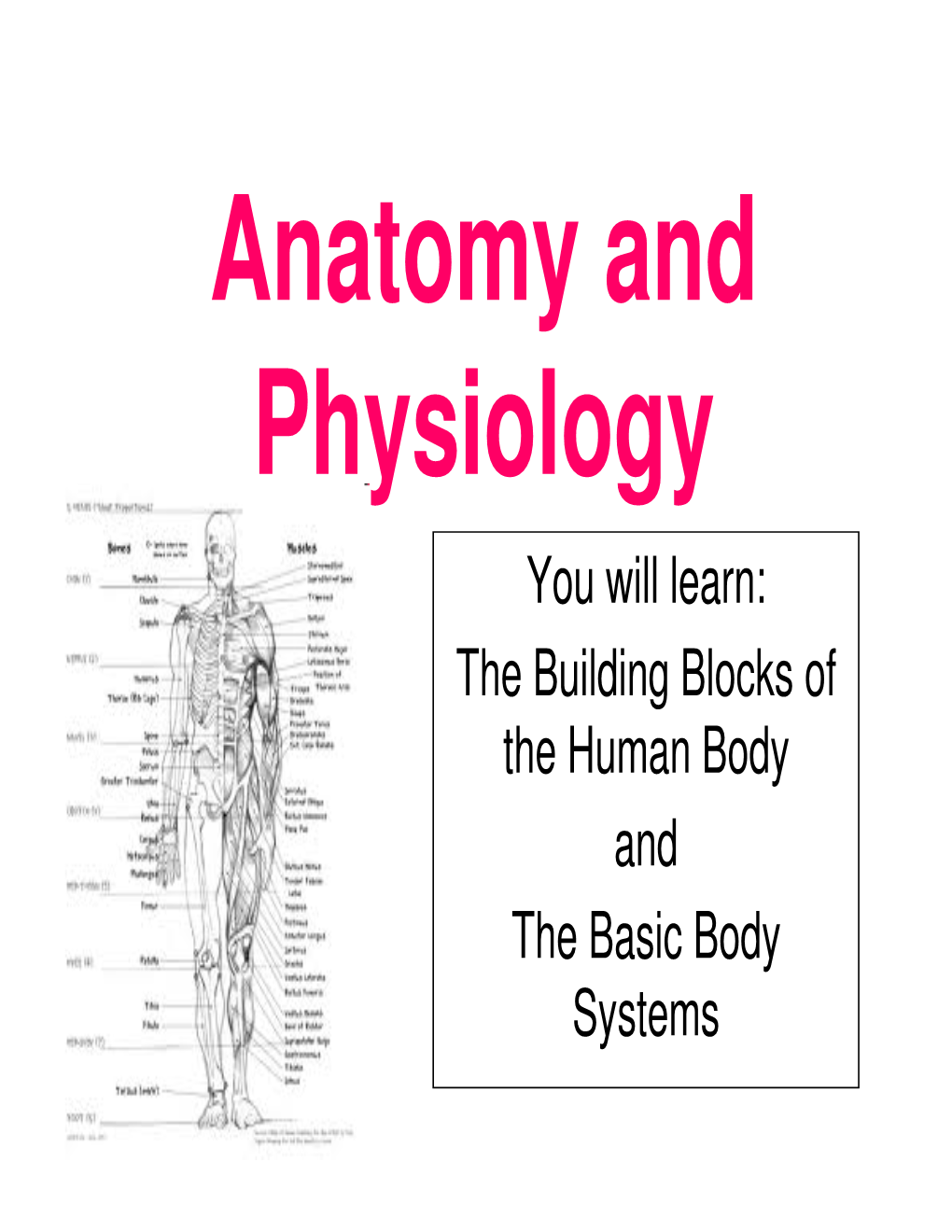 You Will Learn: the Building Blocks of the Human Body and the Basic