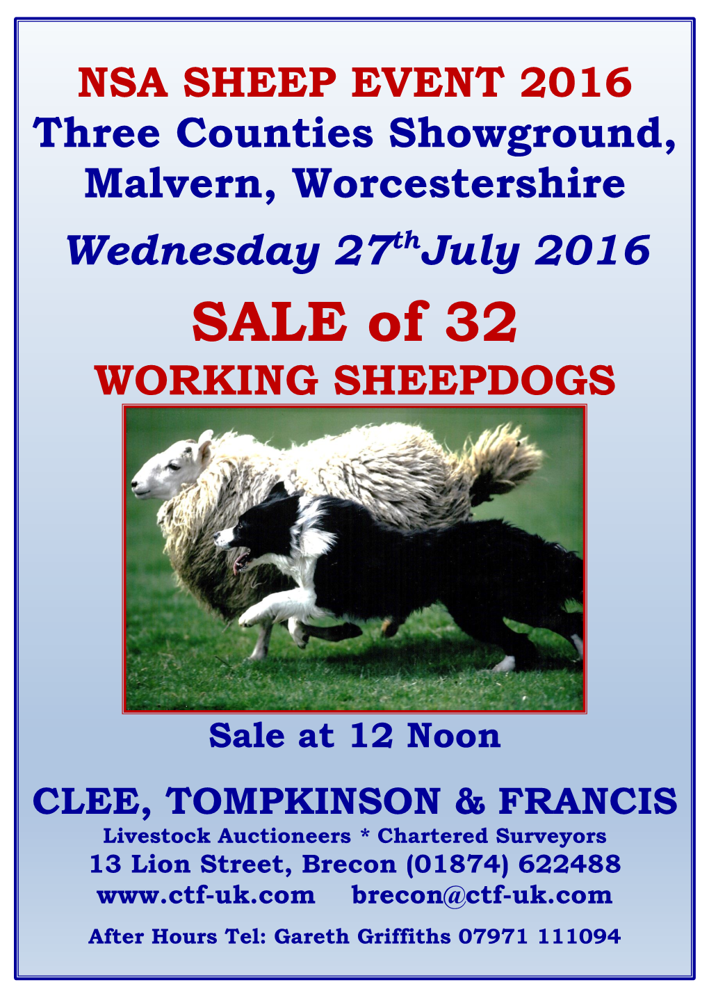 SALE of 32 WORKING SHEEPDOGS