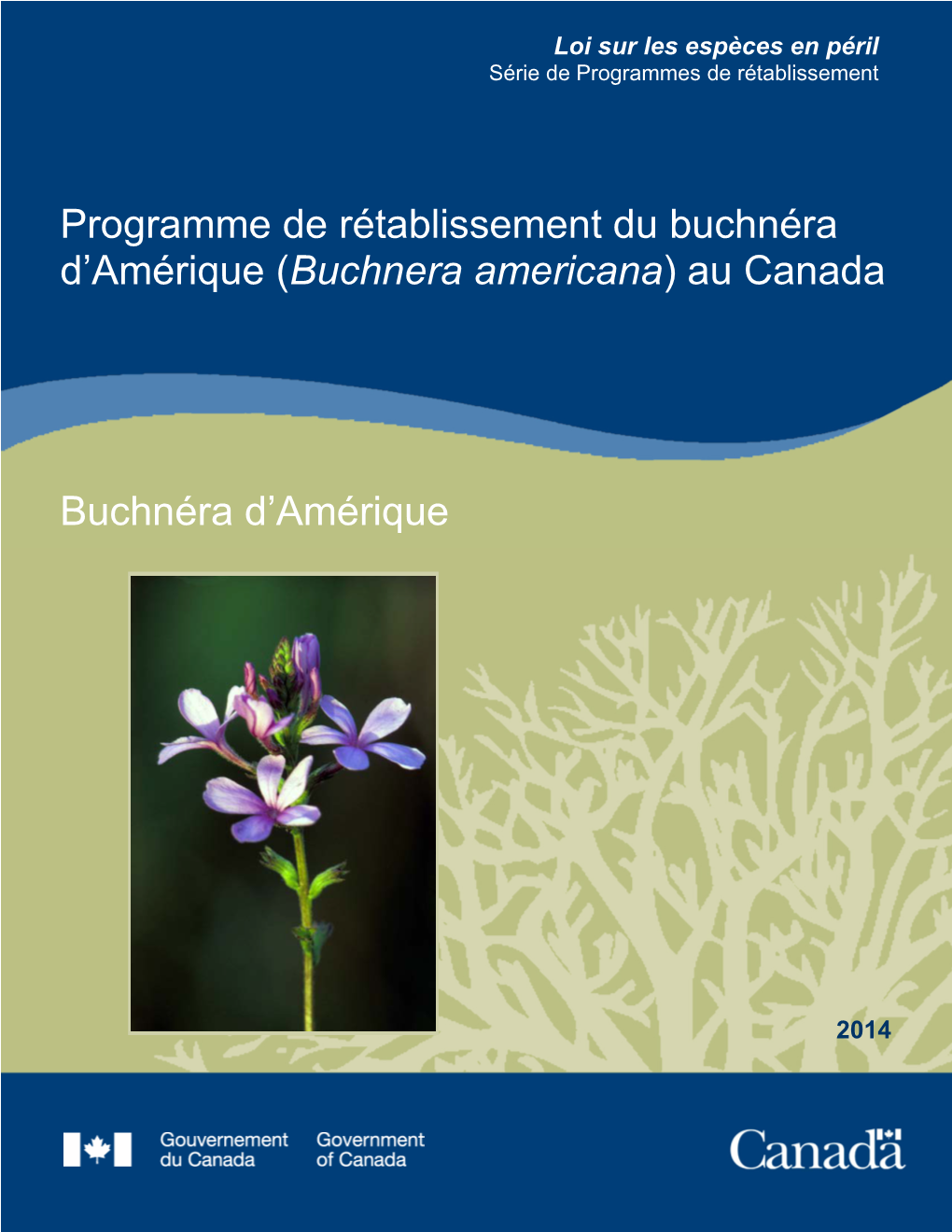 Buchnéra D'amérique (Buchnera Americana)