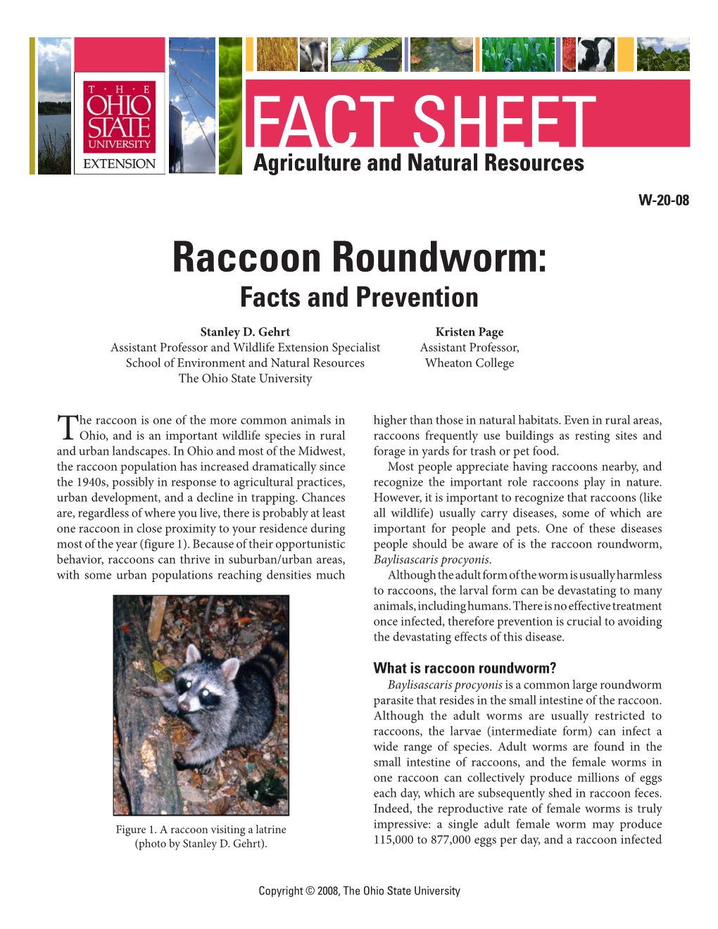 Raccoon Roundworm: Facts and Prevention